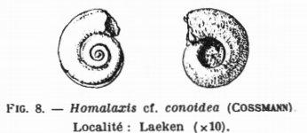 Fig.8 Homalaxis cf. conoidea