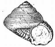 Fig.1a - Margarites trochiformis