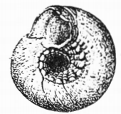 Fig.1b - Margarites trochiformis