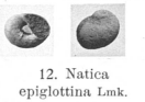 Fig.12 Natica epiglottina