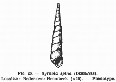 Fig.20 - Odostomia spina