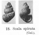 Fig.18 - Scala spirata