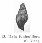Pl. IV, fig. 13