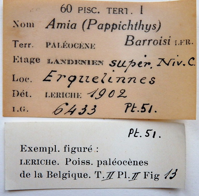 IRSNB P 00051 labels