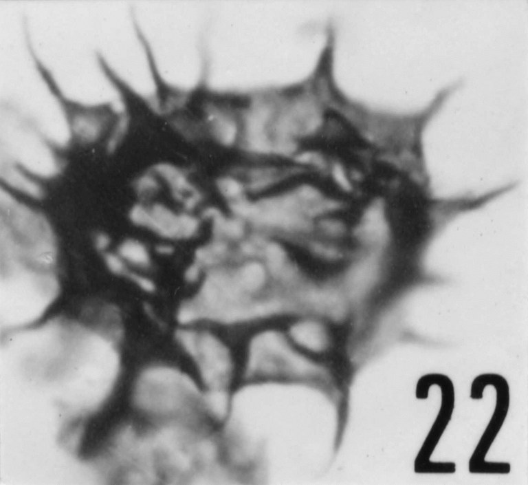 Fig. 22 - Acanthodiacrodium achrasi Martin, F., 1972. CHE-25. I. R. Se. N. B. No b503. 