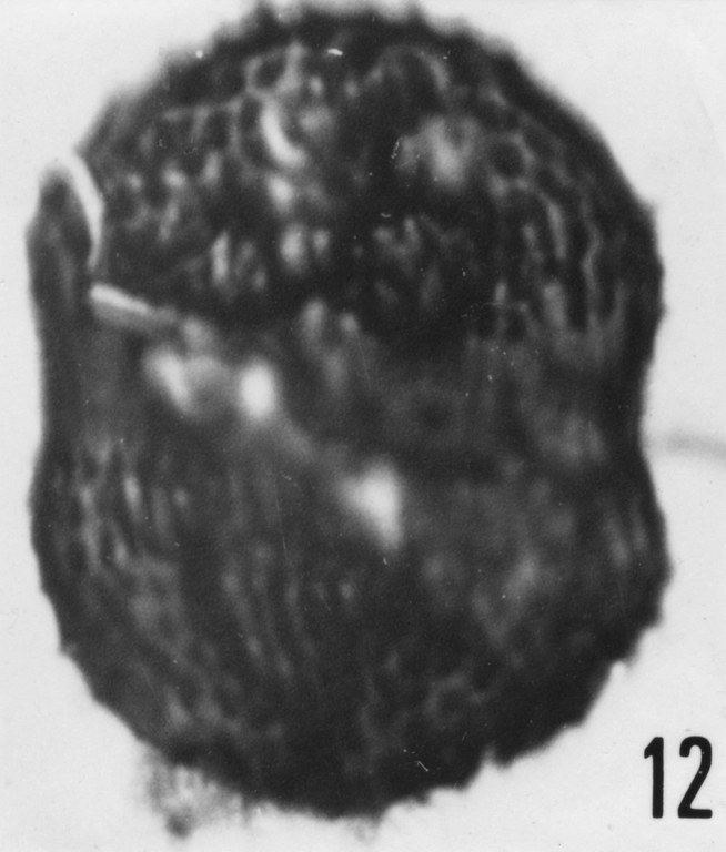 Fig. 12 - Acanthodiacrodium angustum (Downie, C., 1958) Combaz, A., 1967. CHE-25. I. R. Se. N. B. N° b505.