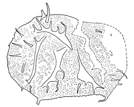 Fig. 10 - Acanthodiacrodium enodum Timofeev, B. V., 1959. I. R. Sc. N. B. N° b488