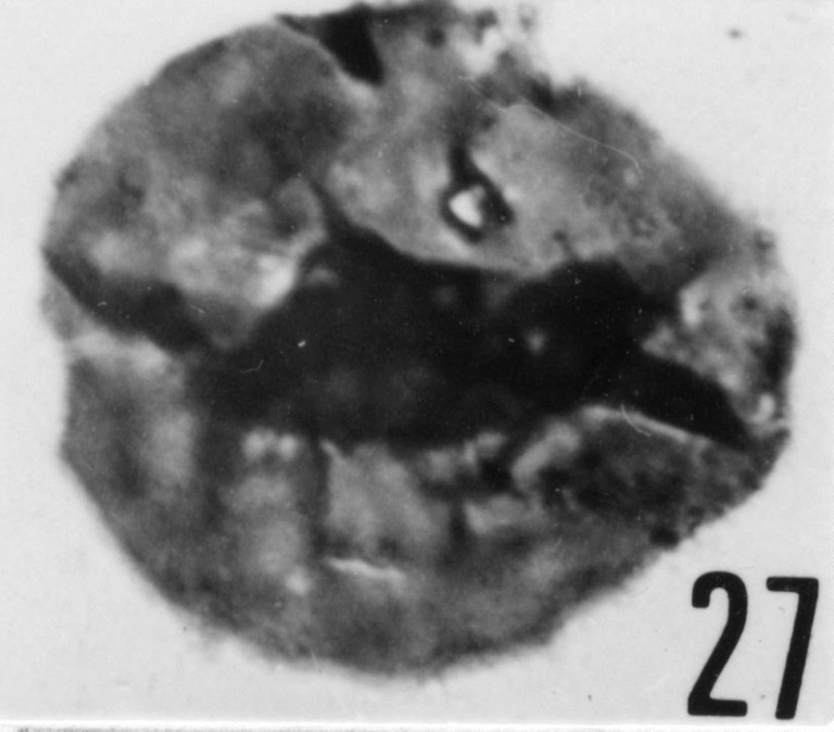 Fig. 27 - Acanthodiacrodium cf. A. gibbosum (Timofeev, B. V., 1959) n. comb. CHE-21. I. R. Se. N. B. N° b498.