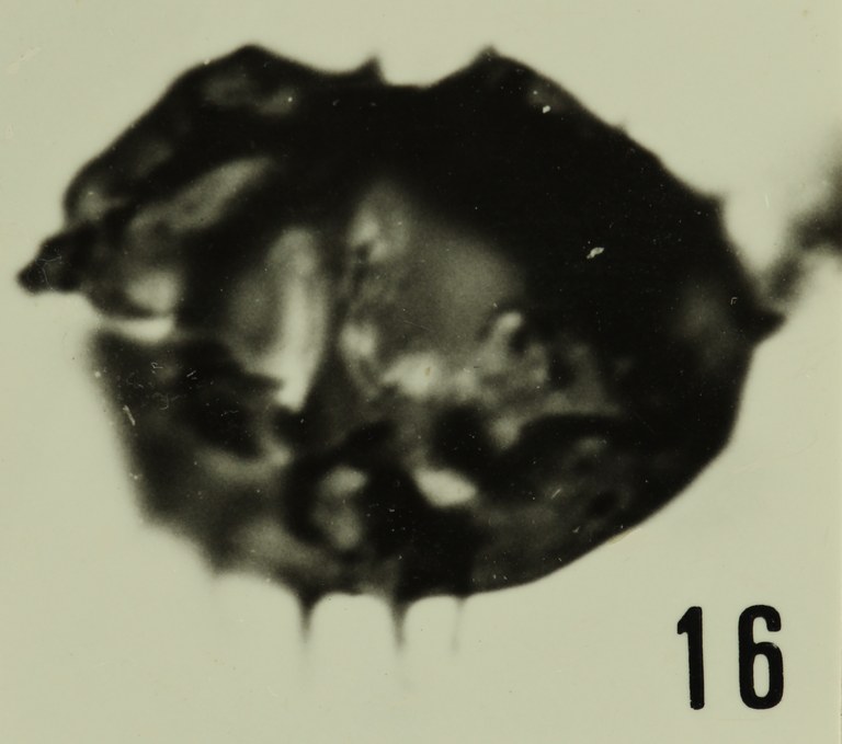 Fig. 16 - Acanthodiacrodium hamatum (Downie, C., 1958) n. comb. Col de SainteColombe : SCO-20. b 427.
