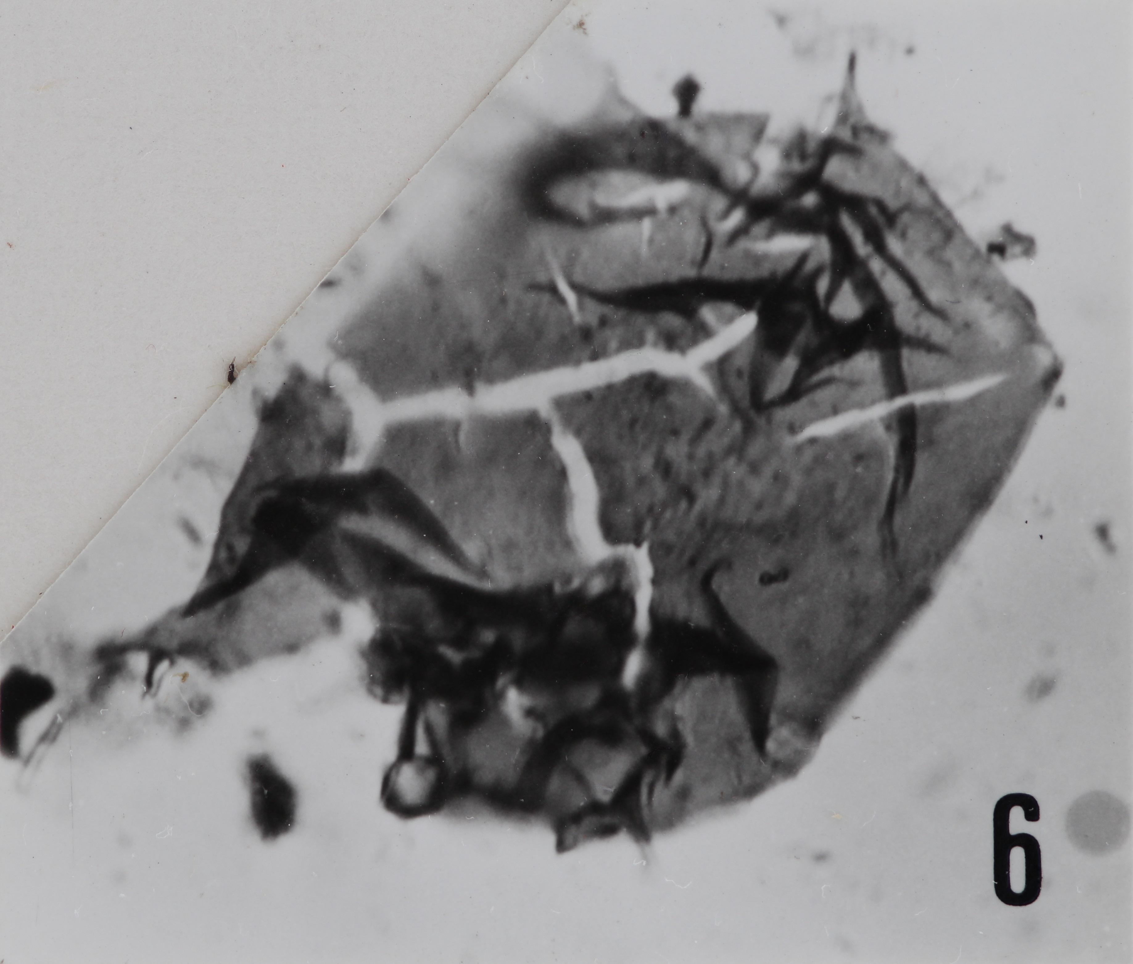 Fig. 6 - Acanthodiacrodium aff. micronatum Timofeev, B., 1959. Sainte-Cécile : STC-2. b 459. 