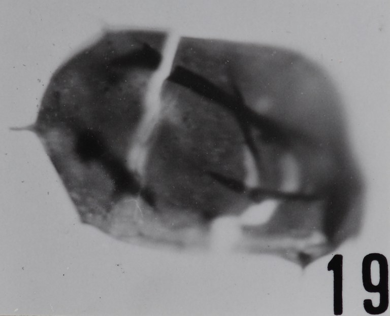 Fig. 19 - Acanthodiacrodium protensum (Timofeev, B., 1959) n. comb. La Roquemaillère : ROQ-6. b 450.
