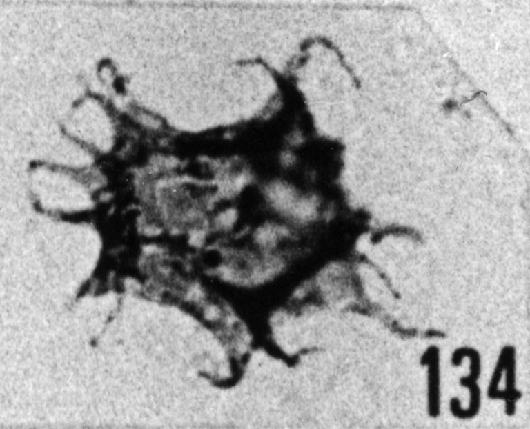 Fig. 134 - Acanthodiacrodium sp. II. —154,50 m. b 359.