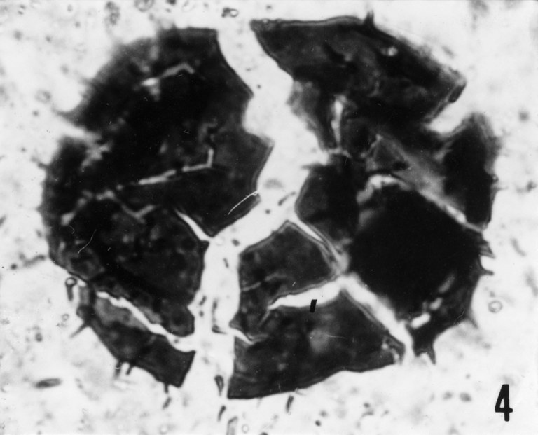 Fig. 4 - Acanthodiacrodium sp. fissuré en éléments de mosaïque. Lame mince. La Roquemaillère : ROQ-2. b 438.