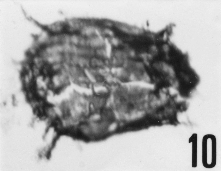 Fig. 10 - Acanthodiacrodium ubui Martin, F., 1969. CHE-25. I. R. Se. N. B. No b505.