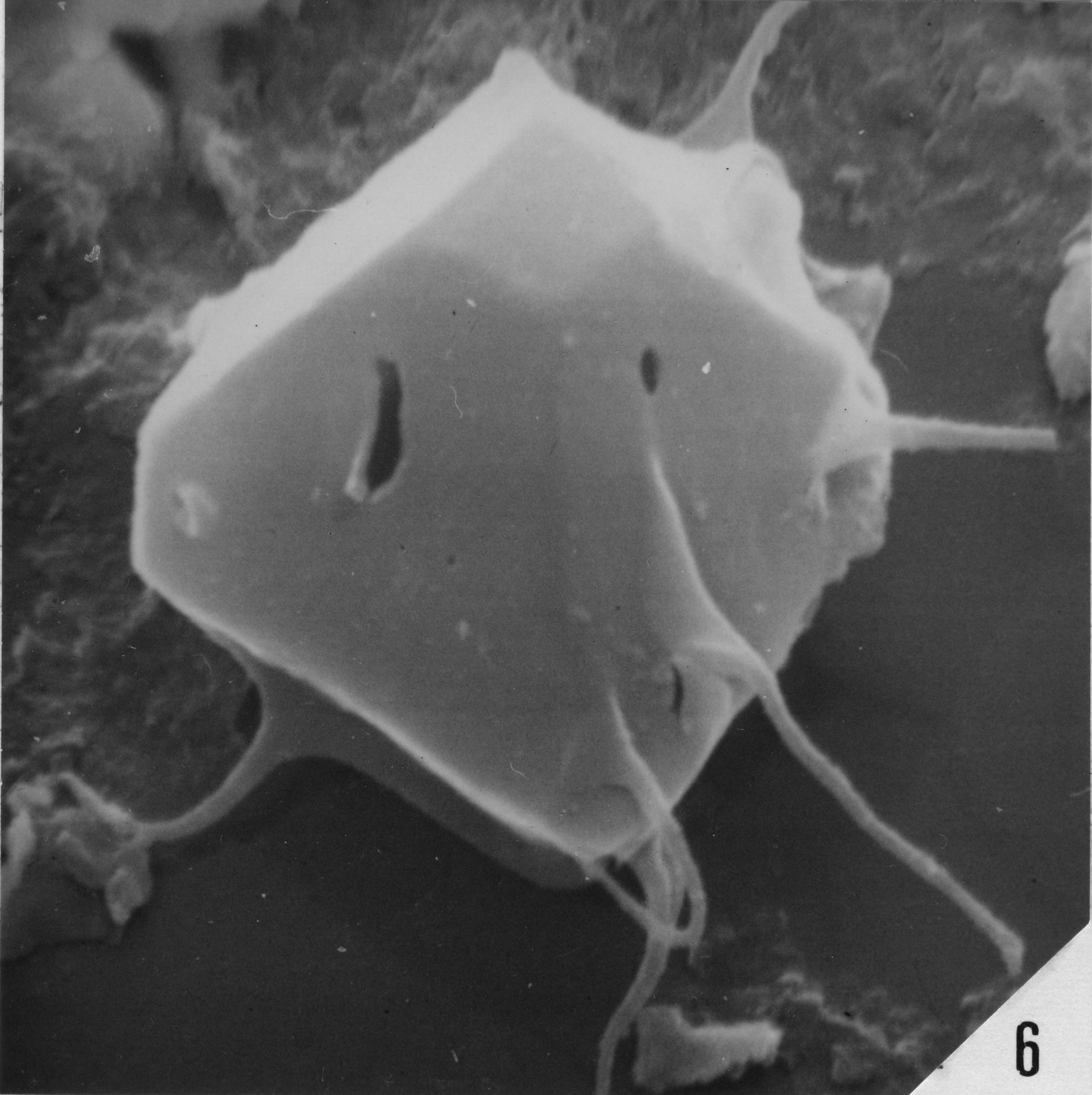 Fig. 6 - Acritarche déformé par un cristal développé à l'intérieur de la cavité du corps central. Sainte-Cécile : STC-2. b 474. 