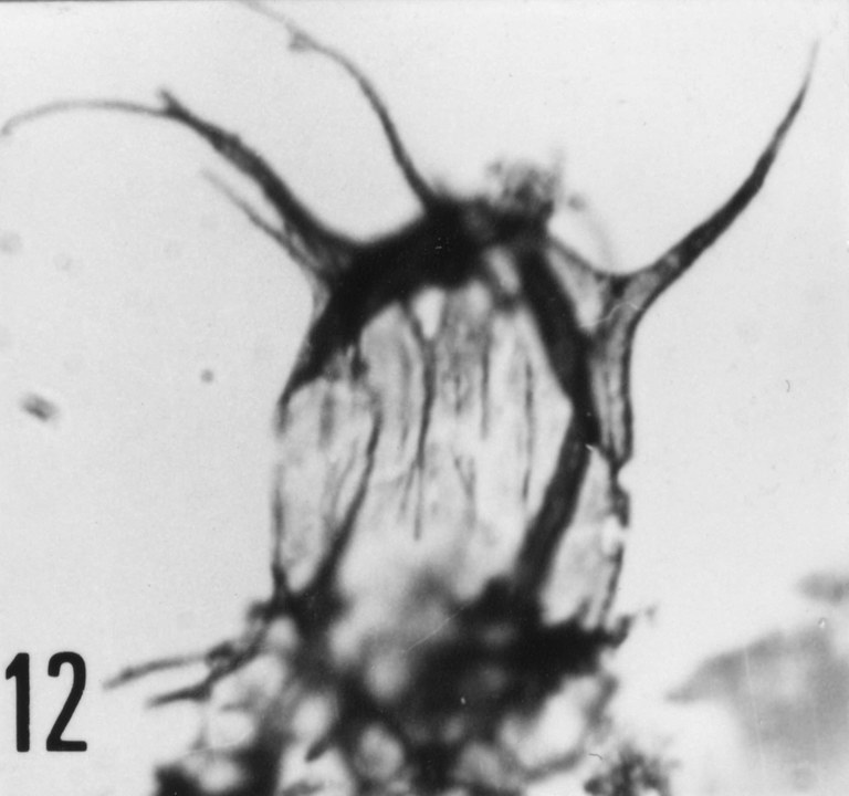 Fig. 12 - Arbusculidium filamentosum (Vavrdovâ, M., 1965) Vavrdovâ, M., 1972. VIL-3. I. R. Se. N. B. N° b516.