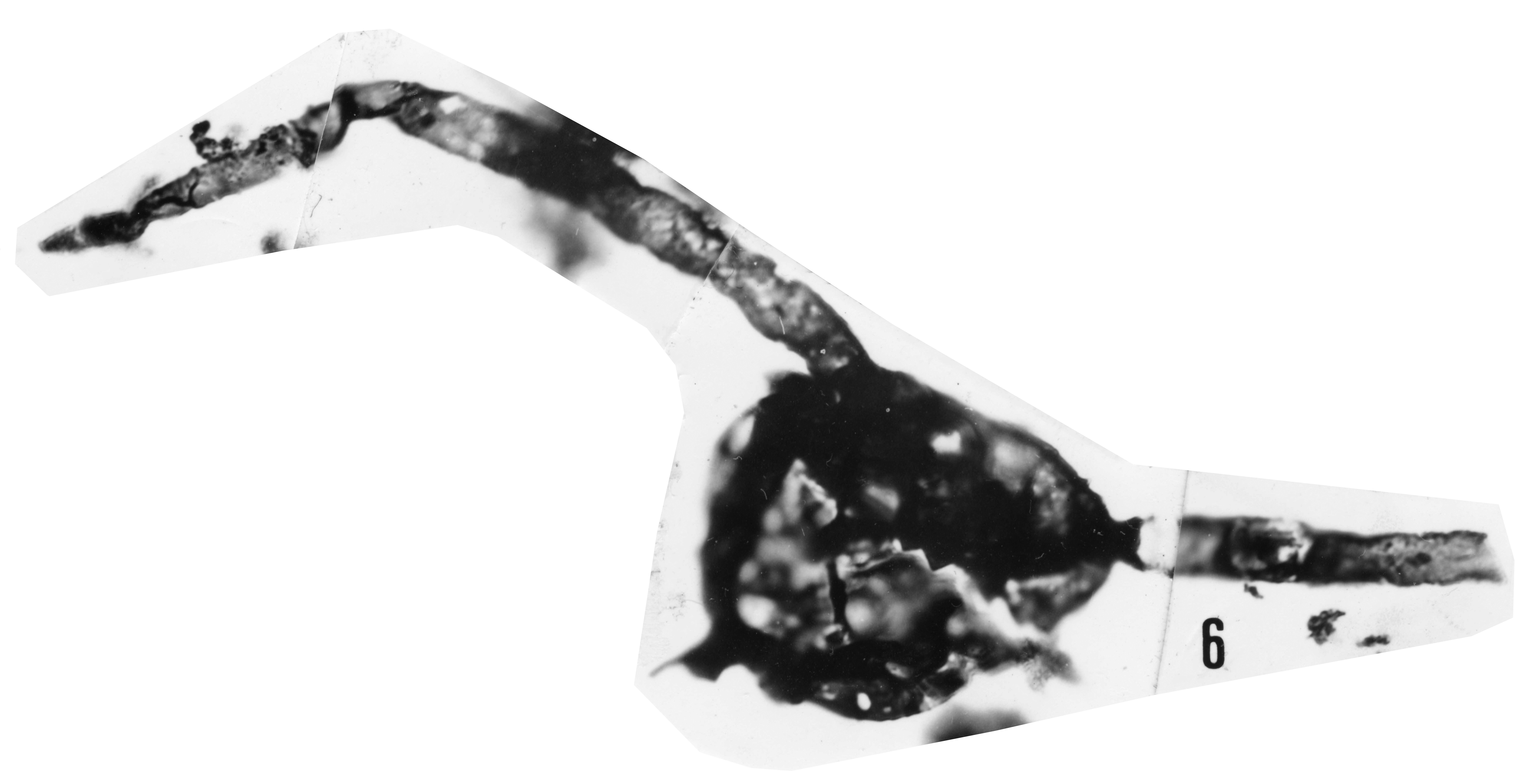 Fig. 6 - Baltisphaera ternata Burman, G., 1970. La Roquemaillère : ROQ-1. b 432. 