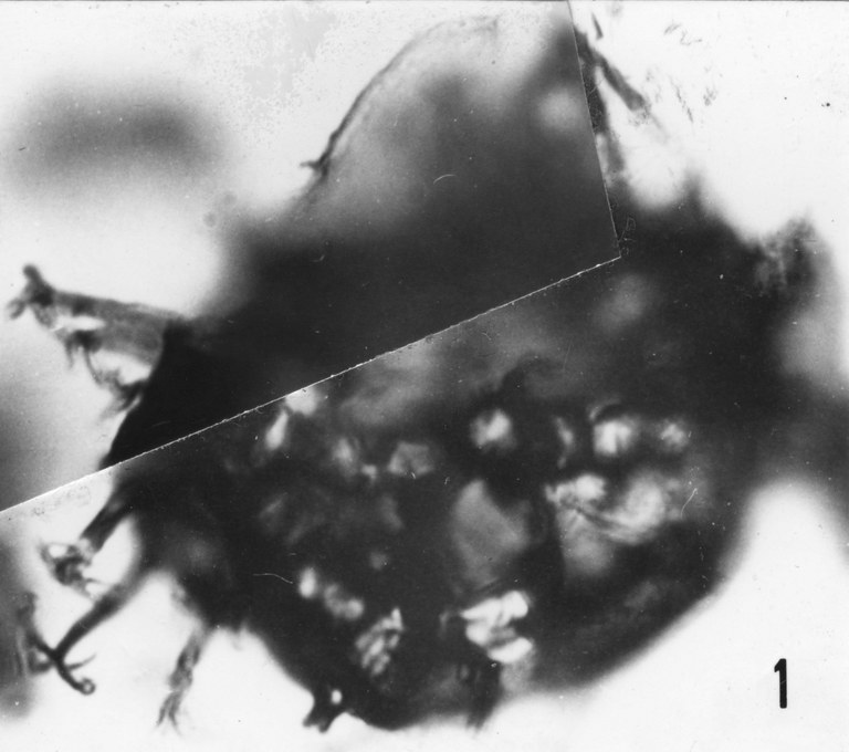 Fig. 1 - Baltisphaeridium apertum Burman, G., 1970. Opercule partiellement glissé dans la cavité interne du corps central. La Roquemaillère : ROQ-1. b 433.