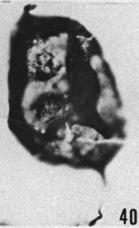 Fig. 40 - Baltisphaeridium macroceros (Deunff). —175,50 m. b419.