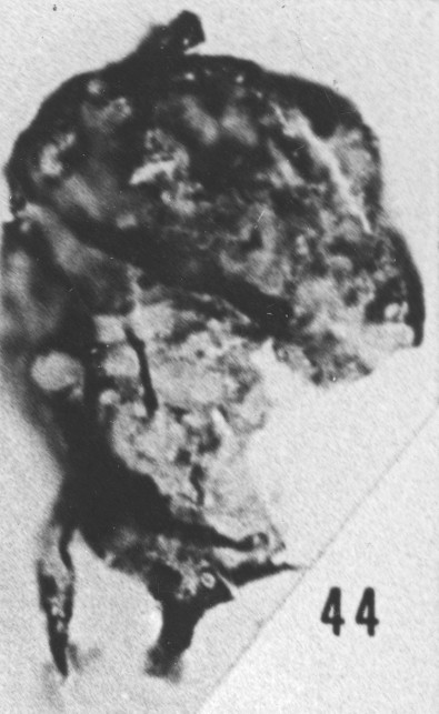 Fig. 44 - Baltisphaeridium macroceros (Deunff). —175,50 m. b 420.