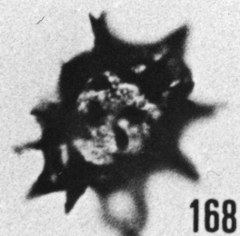 Fig. 168 - Baltisphaeridium ? sanpetrensis (Cramer); ouverture hexagonale. —154,50 m. b 362.