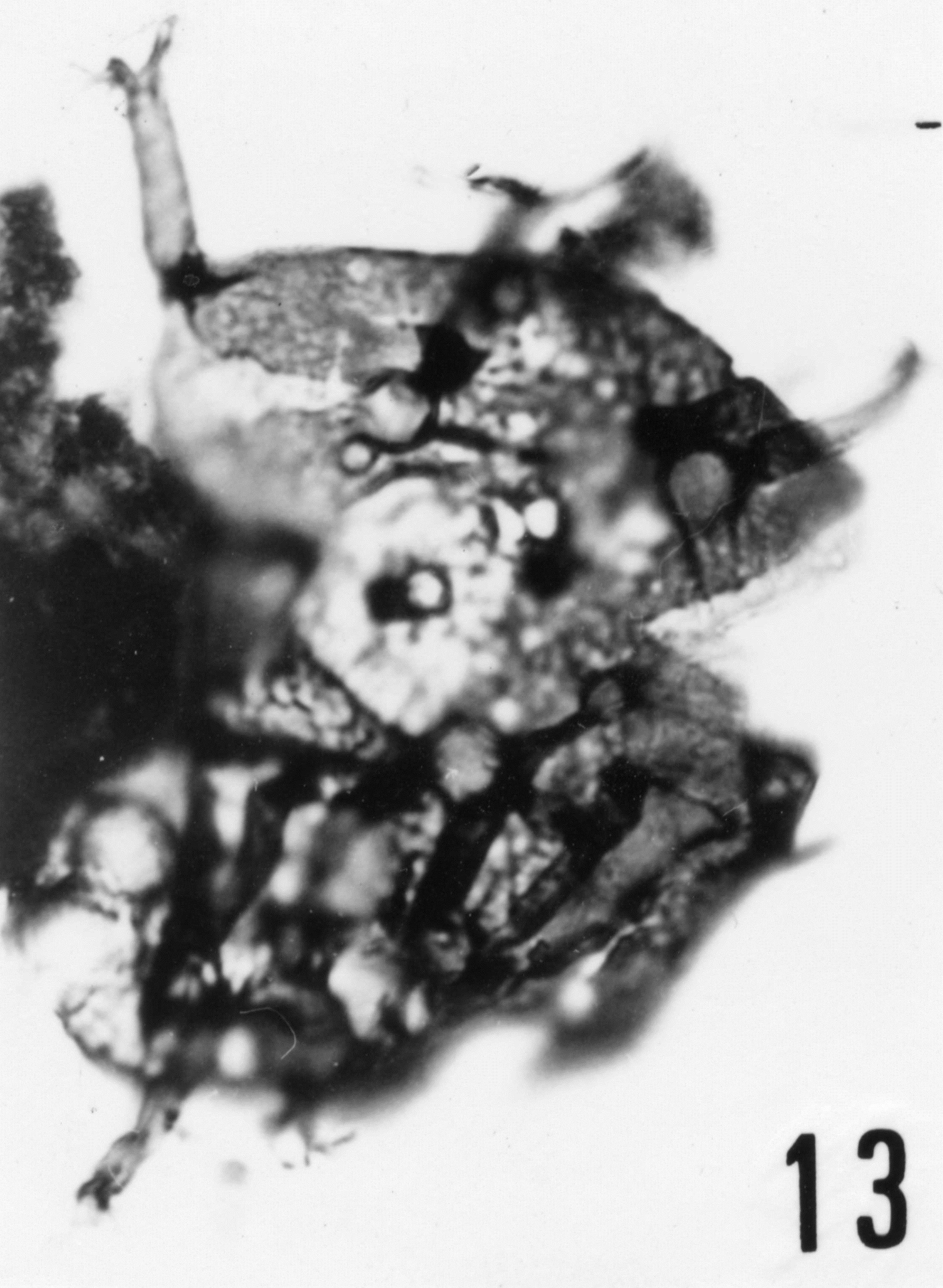 Fig. 13 - Baltisphaeridium sp. II. La Roquemaillère : ROQ-1. b 432. 