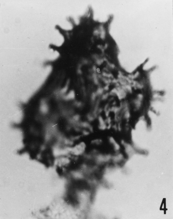 Fig. 4 - Coryphidium bohemicum Vavrdovâ, M., 1972. VIL-2. I. R. Se. N. B. No b515.