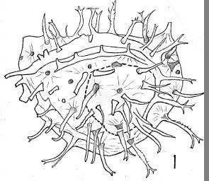 Fig. 1 - Cymatiogalea stelligera Gorka, H., 1967, emend. La Roquemaillère : ROQ-6. b 445.