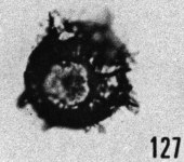 Fig. 127 - Cymatiogalea sp. I; même spécimen; ouverture circulaire bordée d'un épaississement. —154,50 m. b 361.