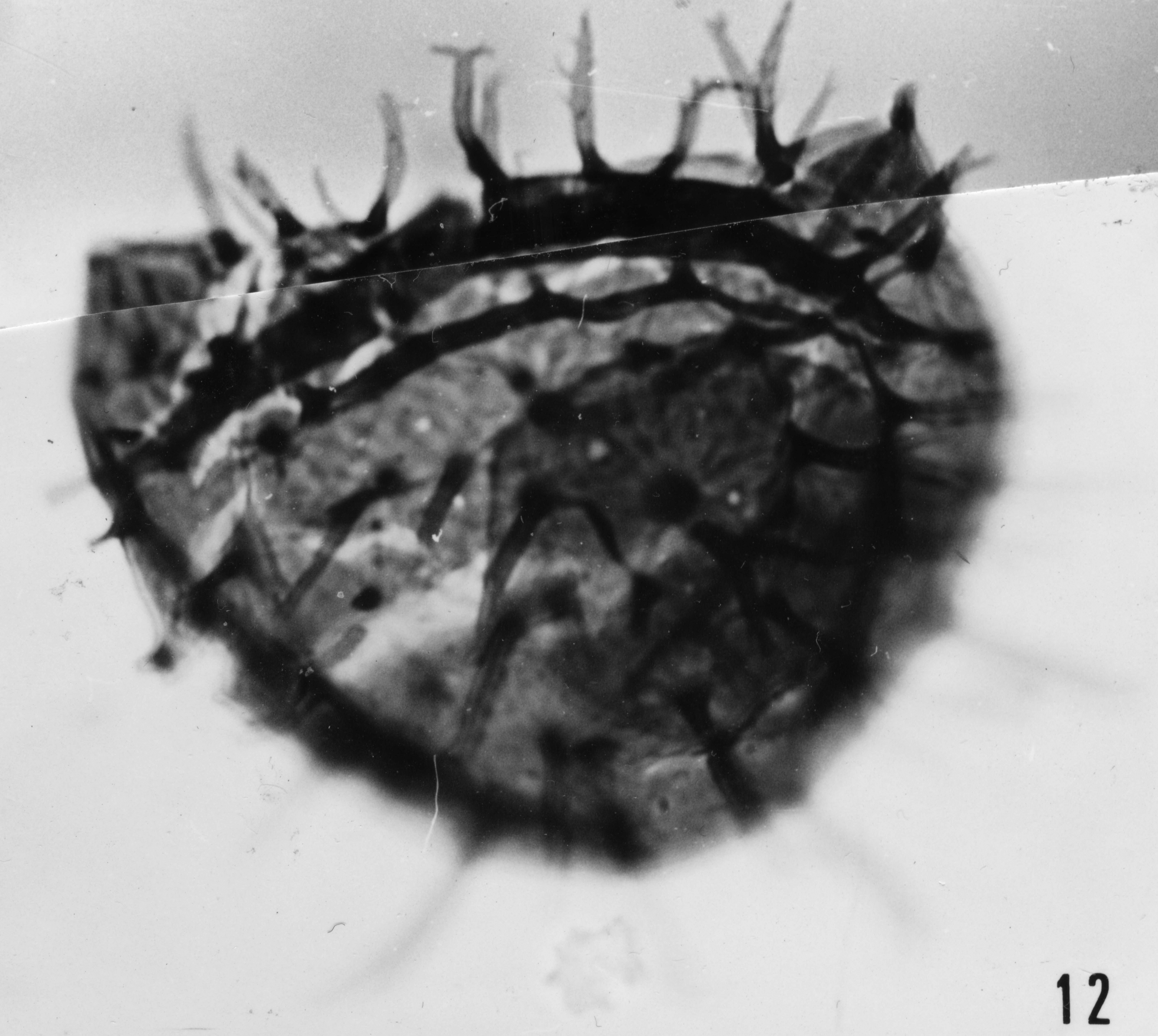 Fig. 12 - Cymatiogalea stelligera Gorka, H., 1967, emend. La Roquemaillère : ROQ-6. b 445.