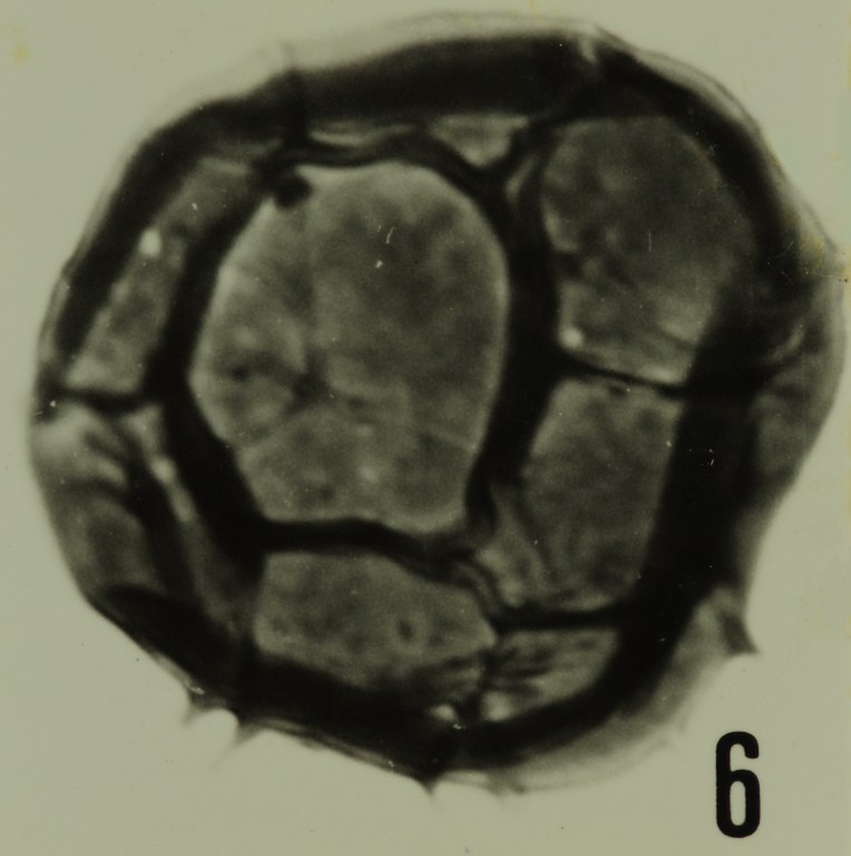 Fig. 6 - Dictyotidium bonneti n. sp. Holotype. La Roquemaillère : ROQ-6. b 449.