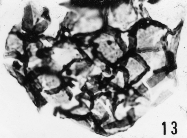 Fig. 13 - Dictyotidium cambriense Slavikova, K., 1968. La Roquemaillère : ROQ-2. b 463.
