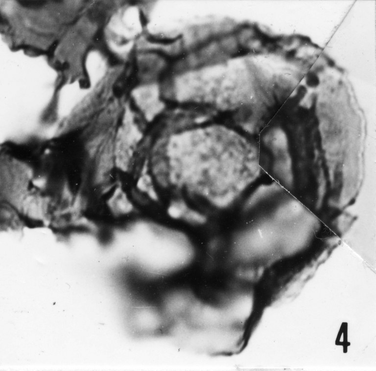 Fig. 4 - Dictyotidium cambriense Slavikova, K., 1968. Mas de Mougno : MOU-1. b 466.
