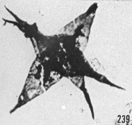 Fig. 239 - Goniosphaeridium polygonale (Eisenack). —167,50 m. b 333.