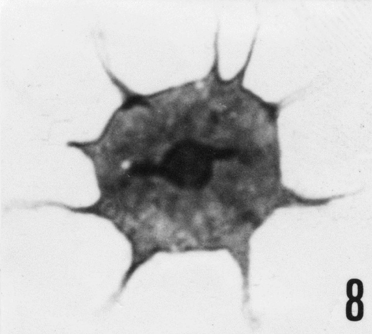Fig. 8 - Impluviculus lenticularis n. sp. CHE-25. Holotype. I. R. Se. N. B. N° b506. 