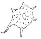 Fig. 9 - Impliwiculus stellaris n. sp. Paratype X 1 000. I. R. Sc. N. B. N° b495