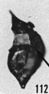 Fig. 112 - Leiofusa ? aff. ampulliformis Martin; ouverture quadrangulaire avec encoche ? sulcale. —186,00 m. b 390.
