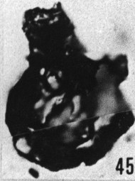 Fig. 45 - Leiosphaeridia cf. tubulosa Eisenack. —175,50 m. b 420.