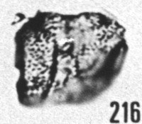 Fig. 216 - Lophodiacrodium angustum Downie. —191,60 m. b 352.