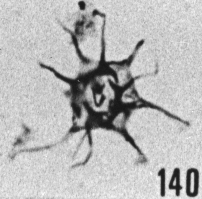 Fig. 140 - Micrhystridium. stellatum Deflandre. 83,00 m, b 386.