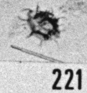 Fig. 221 - Micrhystridium sydus Valensi. —172,00 m. b 337.
