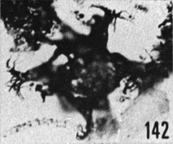 Fig. 142 - Multiplicisphaeridium aff. corallinum (Eisenack). —154,50 m. b 365.