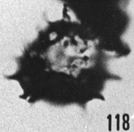 Fig. 118 - Multiplicisphaeridium raspa (Cramer); même spécimen; ouverture hexagonale. —183,00 m. b 384.