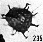 Fig. 235 - Multiplicisphaeridium aff. robertinum (Cramer). —185,00 m. b 344.