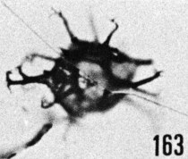 Fig. 163 - Multiplicisphaeridium rusticum nov. sp. —154,50 m. b 364.