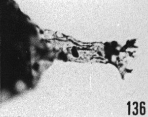 Fig. 136 - Multiplicisphaeridium visbyense (Eisenack); détail d'un appendice. -174,00 m. b 373.