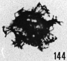 Fig. 144 - Peteinosphaeridium breviradiatum (Eisenack) —154,50 m. b 364.