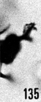 Fig. 135 - Peteinosphaeridium nudum (Eisenack); détail d'un appendice. -174,00 m. b 378.