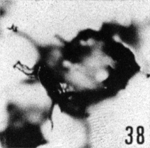 Fig. 38 - Peteinosphaeridium trifurcatum (Eisenack); même spécimen; ouverture déformée. —154,00 m. b 394.