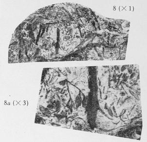 Fig. 8, 8a - 8 (U) : Hoegia filiformis nov. gen., nov. sp. Grandeur naturelle. 8a (D) : Le même spécimen agrandi 3 fois. 